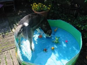 Pool-Party